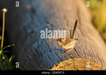 Une femme adulte superbe Fairywren (Malurus cyaneus) perchée sur une bûche. Banque D'Images