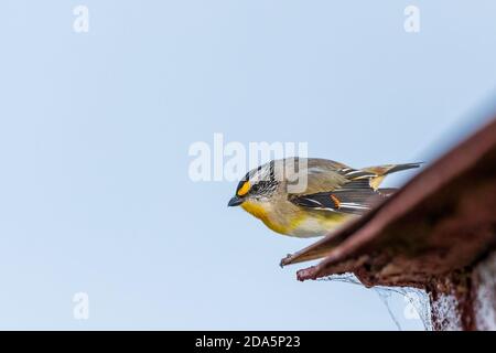 Un très petit oiseau à queue courte connu sous le nom de Pardalote strié (Pardalotus striatus). Banque D'Images