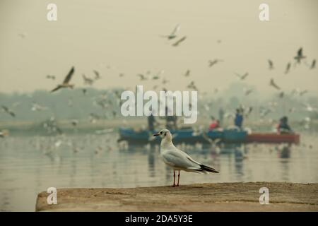 New Delhi, Inde. 08 novembre 2020. Vue rapprochée d'un mouette qui regarde la rivière.UN troupeau de mouettes volent le long de la rivière Yamuna à Nigam Bodh Ghat. Au début de la saison d'hiver, des troupeaux de mouettes sibériennes migrent à travers Delhi, faisant une maison temporaire au Ganga et Yamuna. Cet endroit est un refuge pour les ornithologues et les photographes. Pendant les heures du matin, les oiseaux sont souvent nourris par des dévotés qui arrivent pour se baigner dans la rivière. Crédit : SOPA Images Limited/Alamy Live News Banque D'Images
