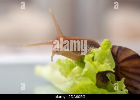 Un petit escargot d'Achatina assis sur une feuille de laitue s'étira curieusement en regardant quelque chose, gros plan, espace de copie, foyer sélectif. Peut être utilisé t Banque D'Images