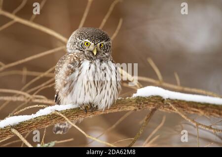 Hibou pygmée eurasien assis sur la branche dans la nature d'hiver Banque D'Images