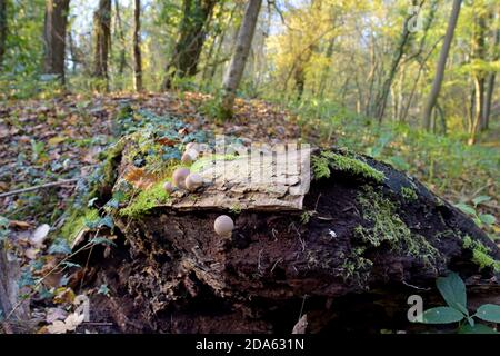 Champignons de Puffball de souche First nature (Lycoperdon pyriforme) Pousse sur un arbre pourri dans une forêt de Shropshire Banque D'Images