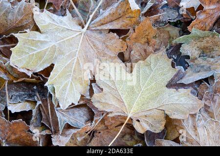 Mosaïque pastel de feuilles tombées sur le sol et recouvert de givre Banque D'Images