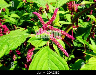 Plante d'amaranthe à fleurs dans le jardin sibérien Banque D'Images