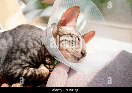 Un chaton dans un collier de protection après chirurgie pour enlever un polype. Cornish Rex malade, dormant. Banque D'Images