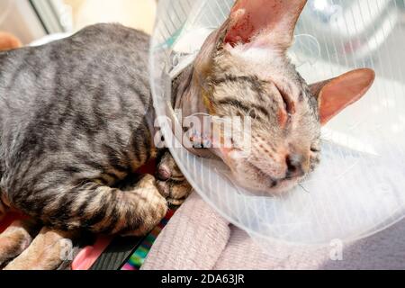 La couture de l'opération est visible sur le cou du chat. Un animal de compagnie dans un collier de protection repose au soleil. Aspect douloureux Banque D'Images