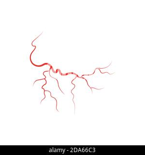 Illustration du vecteur de vaisseau sanguin rouge des veines humaines Illustration de Vecteur