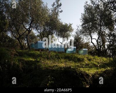 ruches dans un champ et oliviers Banque D'Images