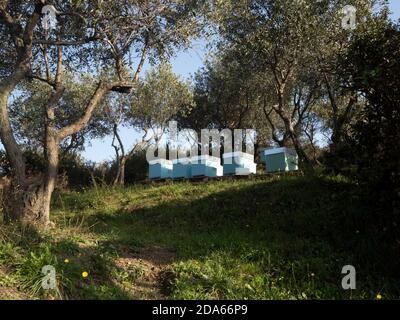 ruches dans un champ et oliviers Banque D'Images