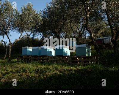 ruches dans un champ et oliviers Banque D'Images