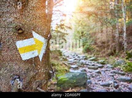 Marqueur de sentier de randonnée sur un arbre dans une forêt de montagne, foyer sélectif, parc national de Karkonosze, Pologne. Banque D'Images