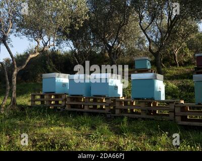 ruches dans un champ et oliviers Banque D'Images