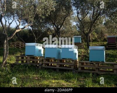 ruches dans un champ et oliviers Banque D'Images