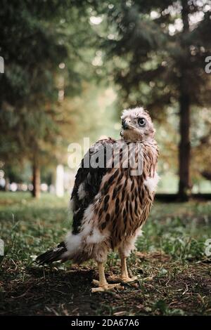 Faucon du Nord poussin de faucon en nid - Accipiter gentilis. Banque D'Images