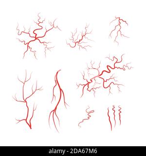 Vecteur de l'ensemble de vaisseaux sanguins rouges des veines humaines Illustration de Vecteur