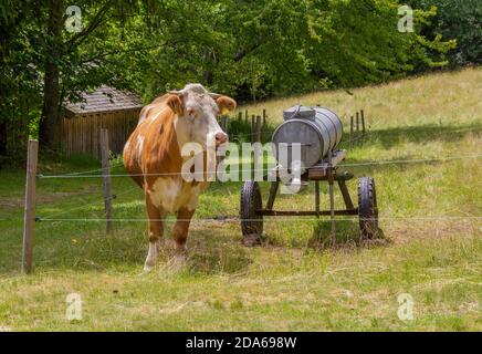 vache dans un pré avec une remorque d'eau dans une ambiance ensoleillée Banque D'Images