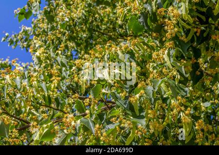 beaucoup de fleurs de chaux et de fruits dans une ambiance ensoleillée Banque D'Images