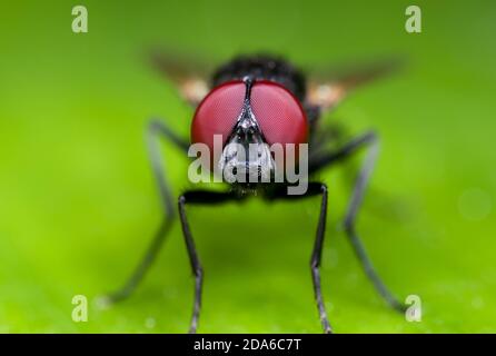 Photographie Macro de mouche noire sur feuille verte Banque D'Images