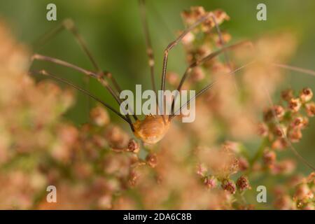 Harvestman commun sur astilbe Banque D'Images