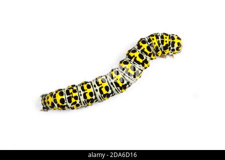 Mullein Moth caterpillar, Shargacucullia verbasci Cucullia verbasci, (syn) trouvés sur Scrofulaire noueuse. La péninsule de Gower, Glamorgan, Pays de Galles. Banque D'Images