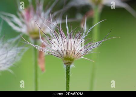 Pasque Flower, Pulsatilla vulgaris, tête de semis. Famille des Ranunculaceae Banque D'Images