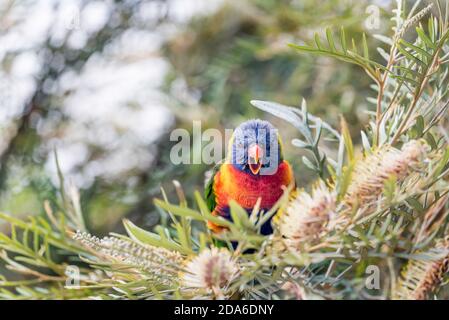 Un Lorikeet arc-en-ciel australien (Trichoglossus moluccanus) une variété de perroquets australiens, avant et regardant en colère tout en se nourrissant dans un brousse de Grevillea Banque D'Images