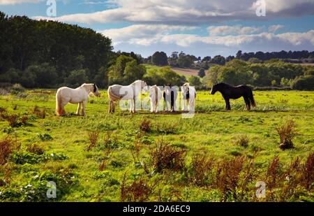 Chevaux sauvages dans la prairie d'eau, cherwell Valley, Upper heyford, Oxfordshire, Angleterre Banque D'Images