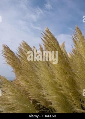 De hautes herbes sur les sommets de la falaise au-dessus de la plage de Boscombe qui est une section de la célèbre plage de sable de sept miles à Poole et Bournemouth, Dorset . 22 septembre 2014. Photo: Neil Turner Banque D'Images