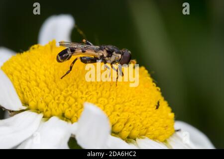 Kleine Mistbiene, Gemeine Keulenschwebfliege, Keulen-Schwebfliege, Männchen, Syritta pipipiens, mouche à pattes épaisses, Hoverfly à pattes épaisses, homme Banque D'Images