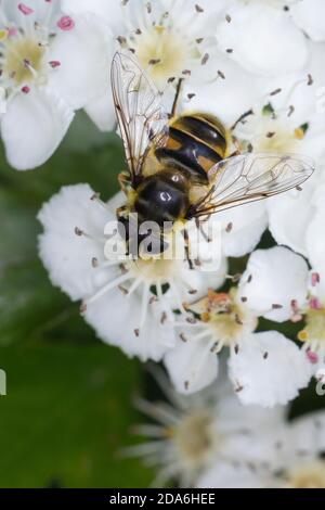 Totenkopfschwebfliege, Totenkopf-Schwebfliege, Gemeine Doldenschwebfliege, Dolden-Schwebfliege, Schwebfliege, Weibchen, Myathropa florea, Deathskull F Banque D'Images