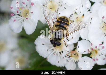 Totenkopfschwebfliege, Totenkopf-Schwebfliege, Gemeine Doldenschwebfliege, Dolden-Schwebfliege, Schwebfliege, Weibchen, Myathropa florea, Deathskull F Banque D'Images