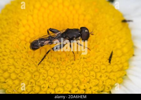 Kleine Mistbiene, Gemeine Keulenschwebfliege, Keulen-Schwebfliege, Männchen, Syritta pipipiens, mouche à pattes épaisses, Hoverfly à pattes épaisses, homme Banque D'Images