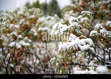 Coup de froid soudain. Neige sur l'arbre. Soudain, de la neige est tombée sur les branches d'un argousier, une forte pression froide, mauvais temps. Banque D'Images