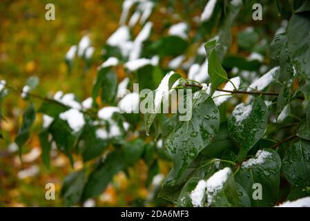 Coup de froid soudain. Neige sur l'arbre. La neige est soudainement tombée sur les branches d'un arbre Banque D'Images