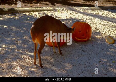 Reeves muntjac nom latin Muntiacus reevesi manger une citrouille d'Halloween Banque D'Images