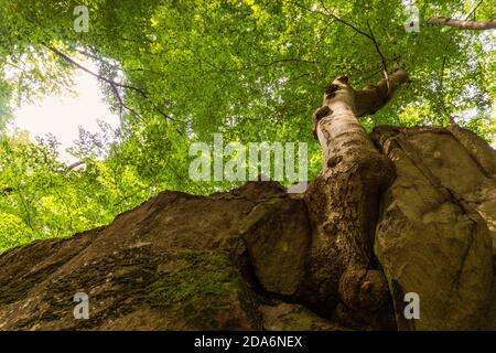 L'arbre pousse à partir de fissures dans la forêt d'été Banque D'Images