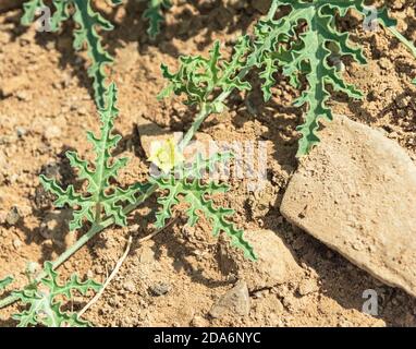 Fleur jaune d'une plante de pastèque du désert non comestible Citrullus colocynthis croissant dans un lit de ruisseau de sable dans le makhtesh ramon cratère en israël Banque D'Images