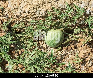 La gourde mûrissement d'une plante de pastèque du désert non comestible Citrullus colocynthis croissant dans un lit de ruisseau de sable dans le makhtesh ramon cratère en israël Banque D'Images