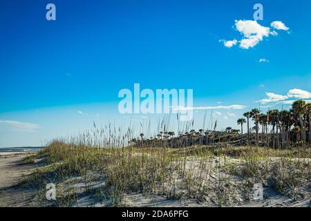 Amelia Island Sand Dunes, Floride Banque D'Images