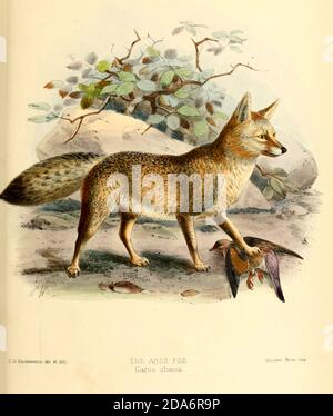 Le renard cape (Vulpes chama [ici comme Canis chama]), aussi appelé la asse, le renard cama ou le renard argenté, est un petit renard originaire de l'Afrique australe. Il est également appelé une version sud-africaine d'un renard de fennec en raison de leurs grandes oreilles. C'est le seul vrai renard qui se produit en Afrique subsaharienne, et il conserve les caractéristiques primitives de Vulpes parce qu'il a divergé tôt dans l'histoire évolutive du groupe. Du livre chiens, Jackals, loups et renards UNE monographie des Canidae [du latin, canis, 'dog') est une famille biologique de carnivores de type chien. Un membre de cette famille est appelé un canid] B. Banque D'Images