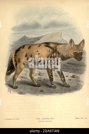 Le chien sauvage africain (Lycaon pictus), [ici comme Hyena Dog] également appelé le chien peint, ou chien de chasse du Cap, est un chien originaire de l'Afrique sub-saharienne. C'est le plus grand canin indigène d'Afrique, et le seul membre existant du genre Lycaon, qui se distingue des Canis par une dentition très spécialisée pour un régime hypercarnivore, et un manque de dewclaws. Du livre chiens, Jackals, loups et renards UNE monographie des Canidae [du latin, canis, 'dog') est une famille biologique de carnivores de type chien. Un membre de cette famille est appelé un canid] par George Mivart, F.R.S. avec des coupes de bois et 4 Banque D'Images