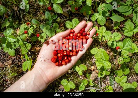 Fraises sauvages fraîchement cueillies à la main d'une femme. Poignée de baies mûres. Cueillette de baies en forêt. Heure d'été. Concept de nourriture biologique saine. Plantes. Banque D'Images