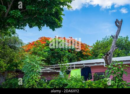 Grand Cayman, îles Caïmans, juillet 2020, vue sur le sommet d'une maison en bois rose avec un toit en étain entouré d'une végétation tropicale dense Banque D'Images
