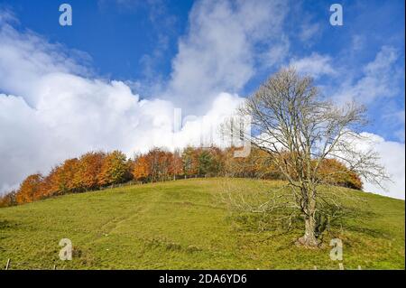 Arundel West Sussex Royaume-Uni 10 novembre - soleil et belles couleurs d'automne autour d'Arundel Park dans West Sussex aujourd'hui que le Sud-est baigne dans des températures plus chaudes que la normale pour la période de l'année . : crédit Simon Dack / Alamy Live News Banque D'Images