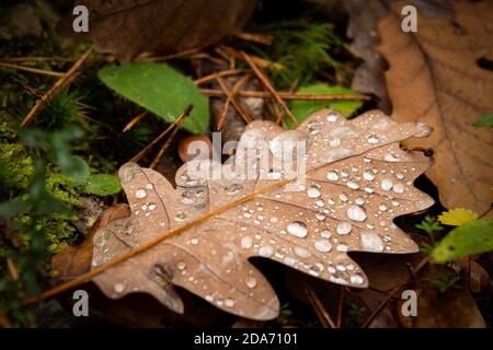 Une feuille de chêne brun avec des gouttelettes d'eau sur le forêt en automne Banque D'Images