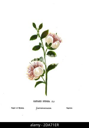 Capparis spinosa, le caper bush, également appelé Flinders rose, est une plante vivace qui porte des feuilles arrondies, charnues et de grandes fleurs blanches à roses. La plante est surtout connue pour les boutons de fleurs comestibles (câpres), utilisés comme assaisonnement, et les fruits (baies de câpres), qui sont généralement consommés cueillir à partir du livre fleurs sauvages de la Terre Sainte: Cinquante-quatre assiettes imprimées en couleurs, dessinées et peintes après la nature. Par Mme Hannah Zeller, (Gobat); Tristram, H. B. (Henry Baker), et Edward Atkinson, publié à Londres par James Nisbet & Co 1876 sur fond blanc Banque D'Images