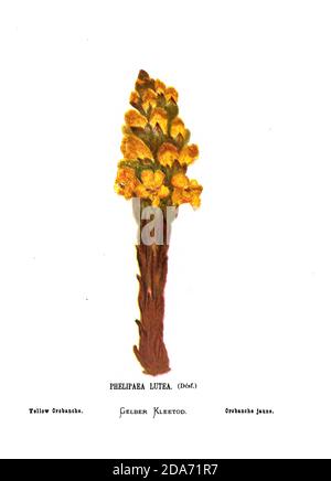 Le brome jaune ou désertique (Cisteranche tubulosa [ici Phélipaea Lutea]) du livre fleurs sauvages de la Terre Sainte: Cinquante-quatre assiettes imprimées en couleurs, dessinées et peintes après la nature. Par Mme Hannah Zeller, (Gobat); Tristram, H. B. (Henry Baker), et Edward Atkinson, publié à Londres par James Nisbet & Co 1876 sur fond blanc Banque D'Images