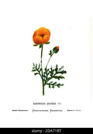 Ranunculus asiticus, la coupe perse de beurre, [ici comme l'asiatique Ranunculus] est une espèce de coupe de beurre (Ranunculus) originaire de la région méditerranéenne orientale du sud-ouest de l'Asie, dans le sud-est de l'Europe du livre fleurs sauvages de la Terre Sainte: Cinquante-quatre assiettes imprimées en couleurs, dessinées et peintes après la nature. Par Mme Hannah Zeller, (Gobat); Tristram, H. B. (Henry Baker), et Edward Atkinson, publié à Londres par James Nisbet & Co 1876 sur fond blanc Banque D'Images