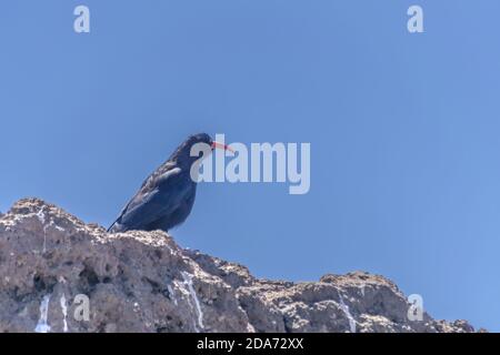 Chova piquirroja silhouette avec lumière du soleil (Pyrrhocorax pyrrhocorax) la Palma, îles Canaries, Espagne Banque D'Images