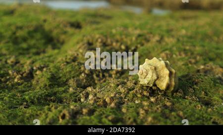Carapace sur le vert sur le lit d'algues vertes Banque D'Images